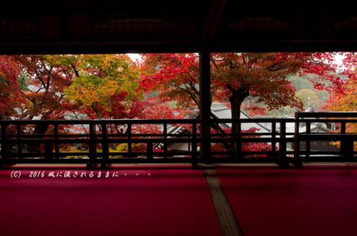 2016年11月19日撮影　京都・柳谷観音 楊谷寺　上書院から見た紅葉