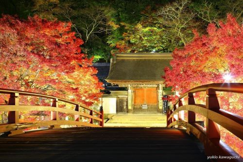 紅葉 ライトアップの室生寺 No.17　（ 表門、太鼓橋 ）　[ 奈良・大和路の名刹 探訪！ 女人高野　室生寺 （ Murouji-temple ） No.68 ]