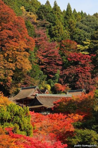 紅葉の談山神社　　[ 奈良・大和路の古社 探訪！ 多武峰・談山神社　≪ Tanzan-Jinja （ Tanzan　Shrine ）≫　No.2  ]