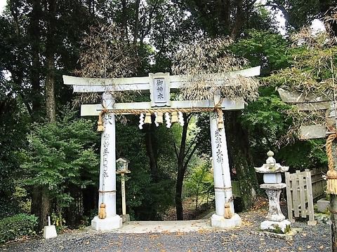悠久の時を刻む武雄神社のご神木　見開きの御朱印は金色のご神木が素敵！