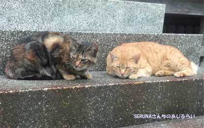 『音羽山 清水寺』で出会った猫さん@静岡県