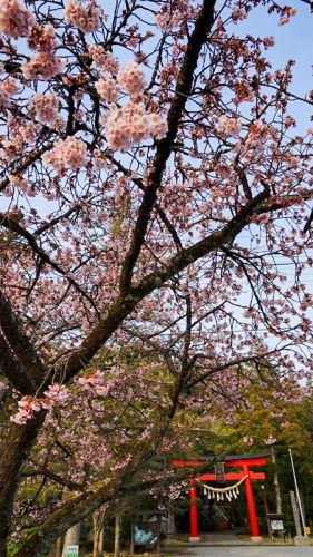 【神社】寒桜に彩られた佐渡一ノ宮　度津神社で御朱印をいただく。