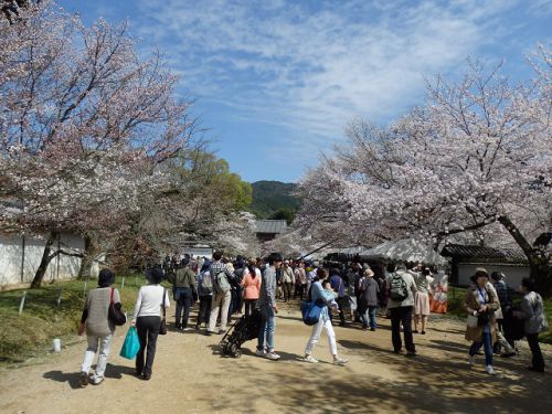 京都・醍醐寺の五重塔と枝垂桜
