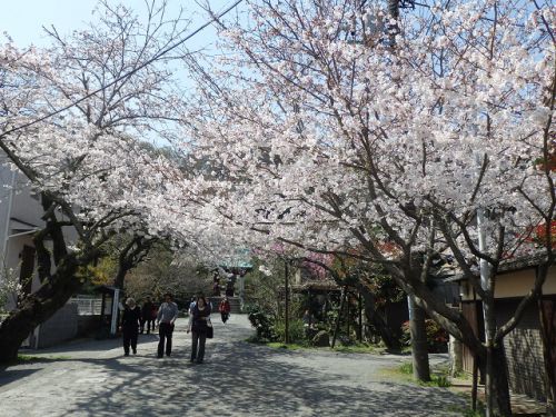 【鎌倉の桜】大仏の長谷から極楽寺へ