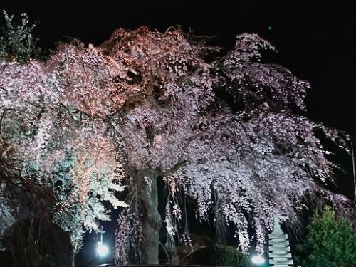 世田谷　大蔵　妙法寺の桜
