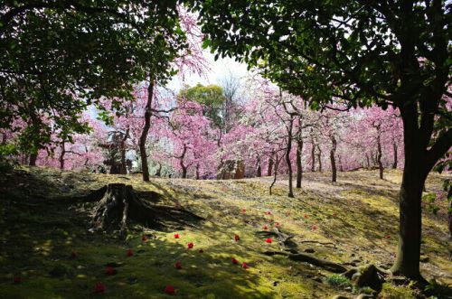 城南宮～落ち椿としだれ梅の美しい「春の山」～