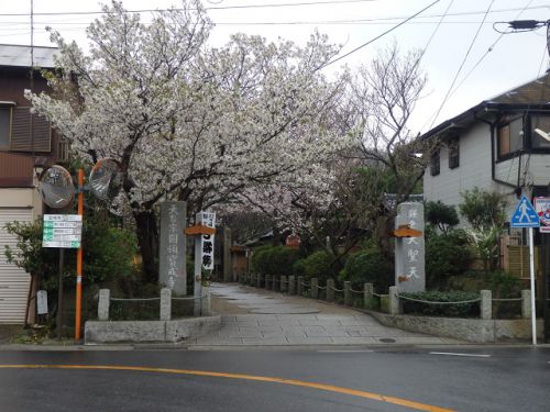 【鎌倉の桜】鶴岡八幡宮から妙本寺へ・小町大路を散策