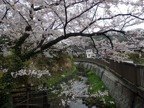 鎌倉・報国寺と金沢街道の桜