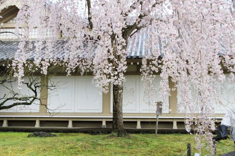 醍醐寺・霊宝館　桜と国宝