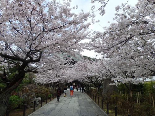 鎌倉・建長寺の桜と富士山
