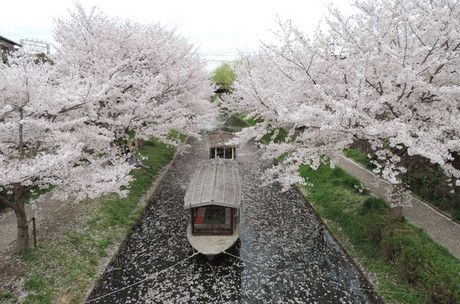 伏見　十石舟と桜の濠川　長建寺も　