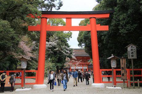 桜の下鴨神社と高野川の桜並木