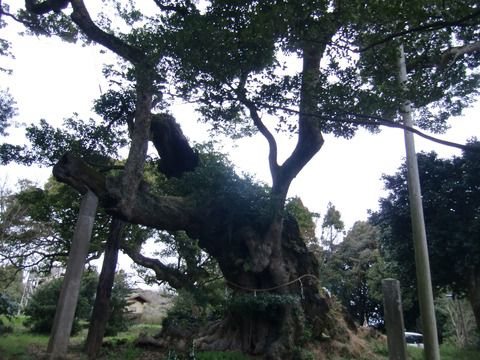 2017/3/26(日) 府馬の大クス 宇賀神社 千葉県