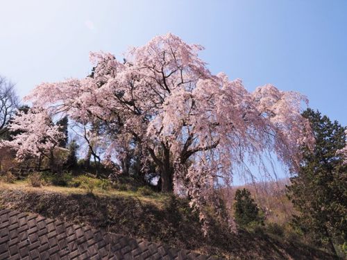 枝垂れ桜が見頃　緑区中野　観音寺