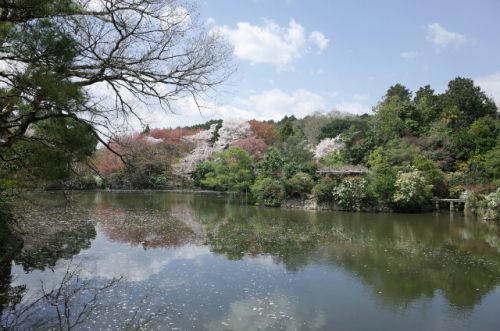 龍安寺～桜の美しい春の鏡容池～