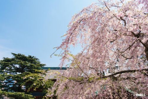 2017年・増上寺と芝公園の桜を観賞