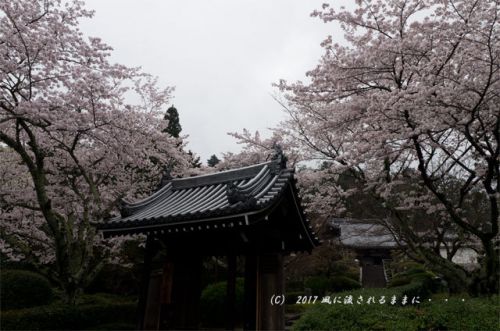 桜の情景　奈良・雨の九品寺の桜