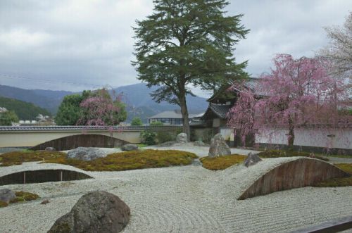 実相院～桜の美しい二つの庭～