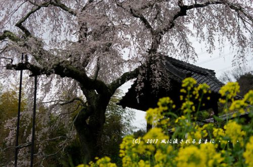 桜の情景　京都・地蔵禅院のしだれ桜と玉川の桜並木