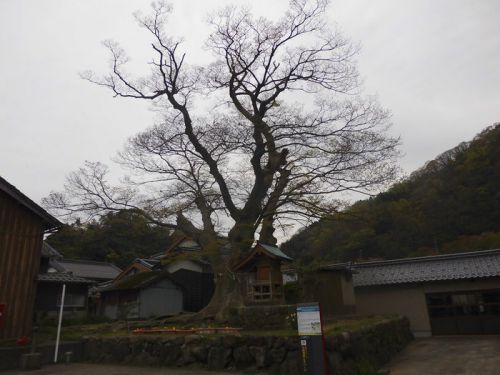 芦屋愛宕神社(荒神さんの大ケヤキ) -美方郡新温泉町芦屋-