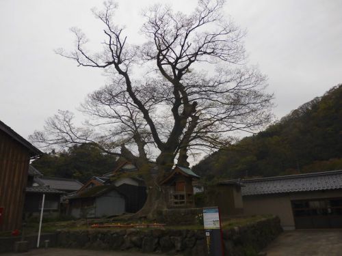 芦屋愛宕神社（荒神さんの大ケヤキ） -美方郡新温泉町芦屋-