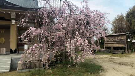 伊射奈岐神社(千里・佐井寺神社)の桜と狛犬さん
