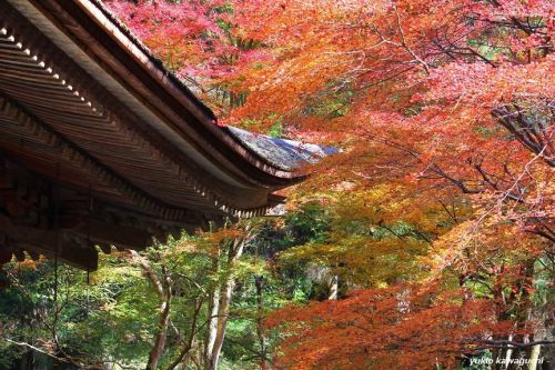 紅葉の室生寺 No.19　　[ 奈良・大和路の名刹 探訪！ 女人高野　室生寺 （ Murouji-temple ） No.51  《 灌頂堂 （ 本堂 ） 》  ]