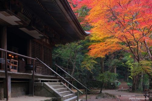 紅葉の室生寺 No.20　　[ 奈良・大和路の名刹 探訪！ 女人高野　室生寺 （ Murouji-temple ） No.52  《 灌頂堂 （ 本堂 ） 》  ]