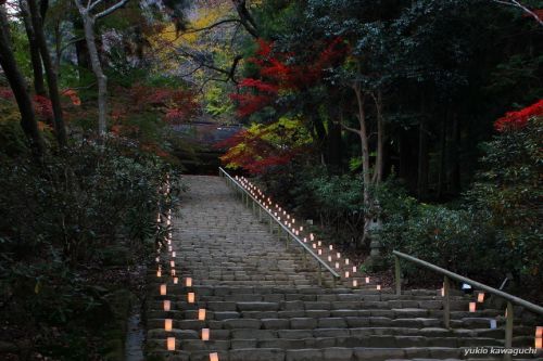 紅葉 ライトアップの室生寺 No.1　（ 鎧坂 ）　[ 奈良・大和路の名刹 探訪！ 女人高野　室生寺 （ Murouji-temple ） No.53 ]