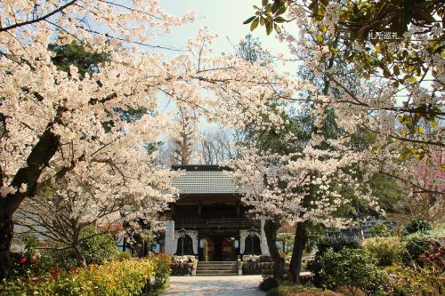 野坂寺山門と桜