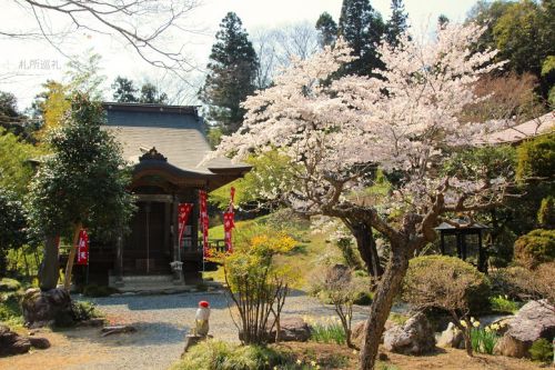 久昌寺の桜