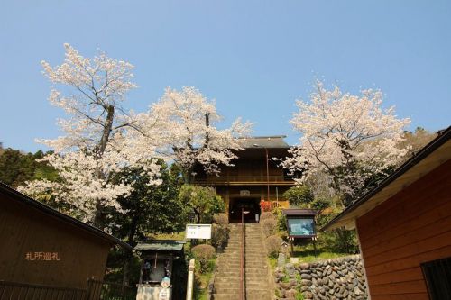 大慈寺山門の桜