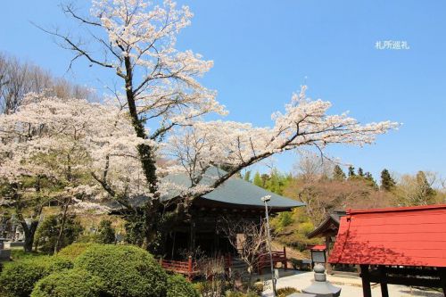 音楽寺の桜