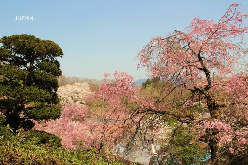 音楽寺の桜