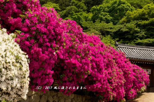奈良･船宿寺に咲くツツジの花など