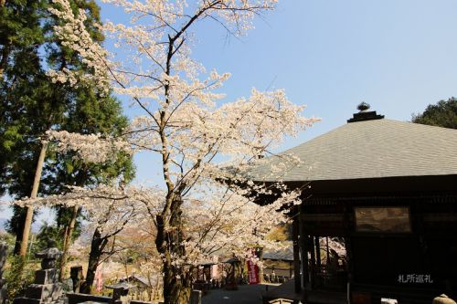 金昌寺の桜
