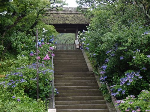 鎌倉・東慶寺のハナショウブ
