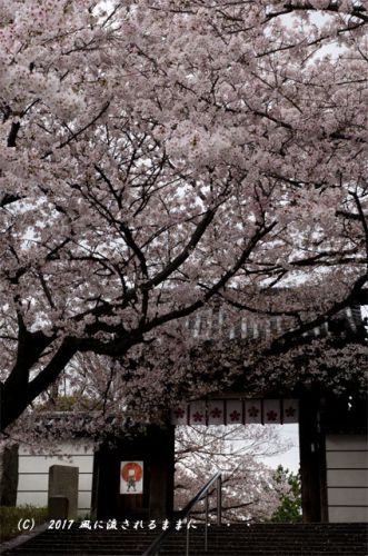 桜の情景　大阪･道明寺天満宮