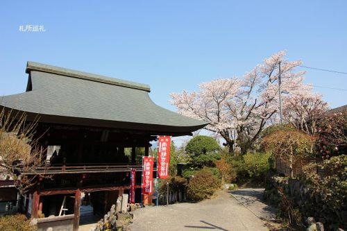金昌寺の山門と桜