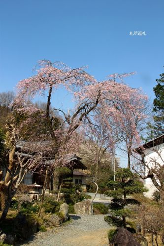 久昌寺の枝垂れ桜