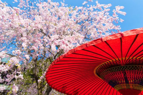 身延山久遠寺の桜は訪れる価値あり！　Cherry Blossom at Minobusan Kuonji