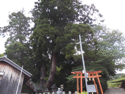 八坂神社 -相楽郡和束町中大杉-