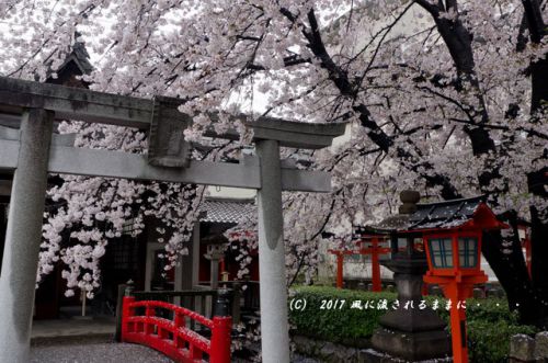 桜の情景　京都・六孫王神社（ろくそんのうじんじゃ）