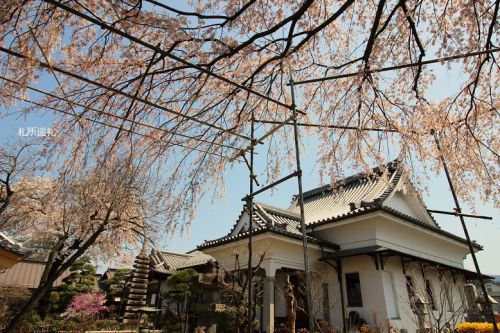 少林寺の枝垂れ桜