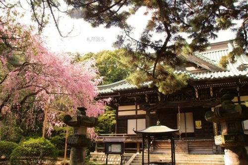 三寶寺本堂前の枝垂れ桜