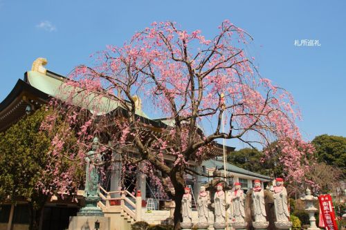 多門寺の枝垂れ桜