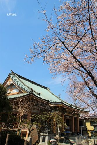 円乗院の桜