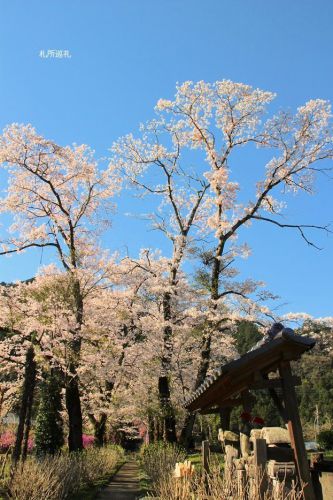 長念寺の桜