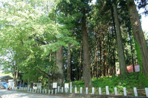 2017/5/20（土) 親都神社 大ケヤキ 群馬県