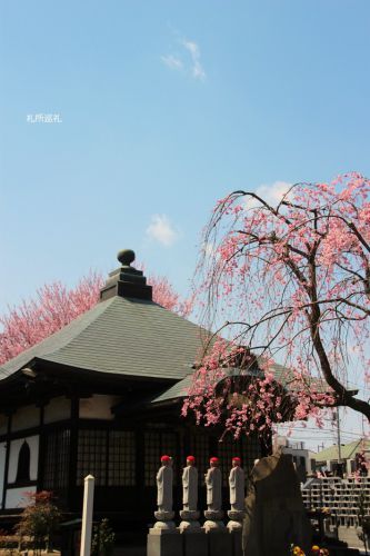 多聞寺の枝垂れ桜